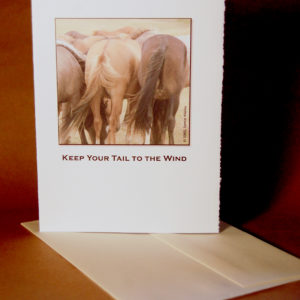 Tail to the Wind card